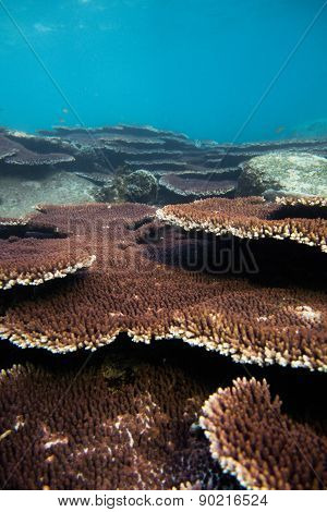 Coral