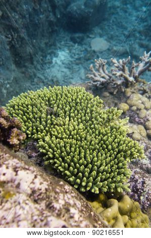 Coral