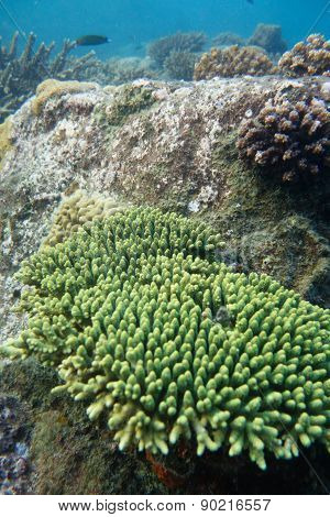 Coral