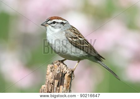 Sparrow On A Perch With A Colorful Background