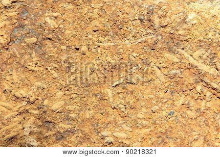 Fossil