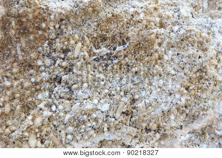 Fossil