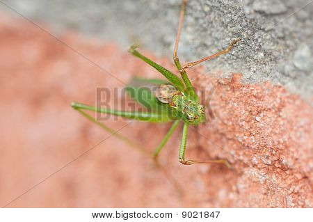 Grashopper nærbillede