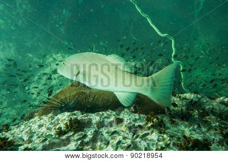 Grouper swimming