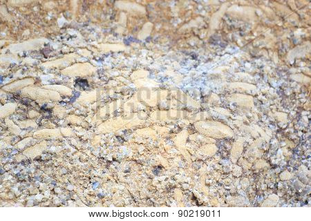 Fossil