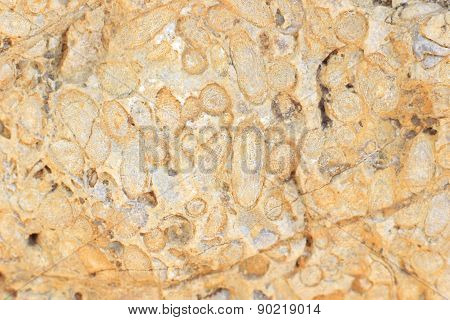 Fossil