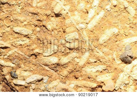 Fossil
