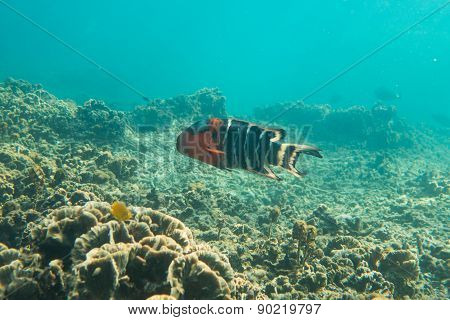 Parrot fish