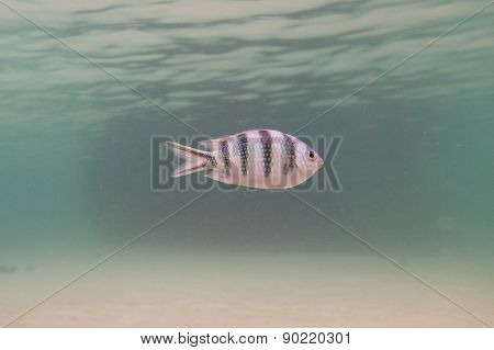 Striped fish underwater