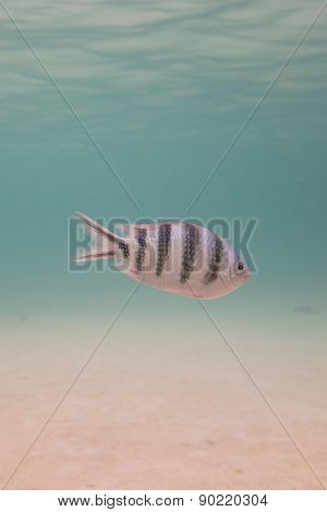 Striped fish underwater