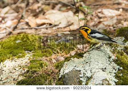 Blackburnian Warbler