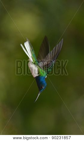 White-necked Jacobin hummingbird