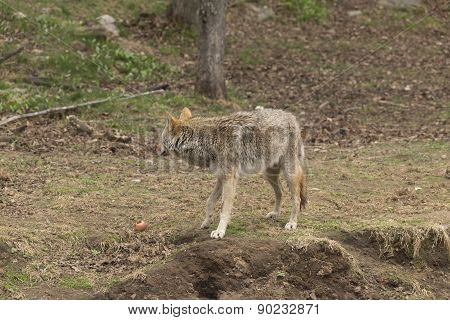 A lone Coyote in the forest