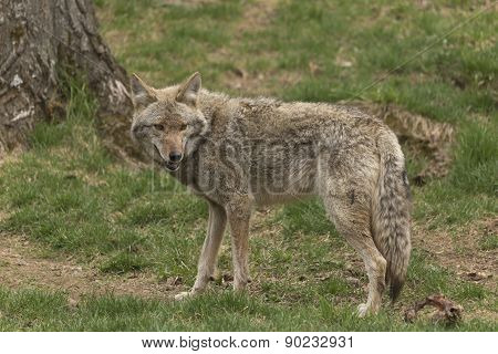 A lone Coyote in a forest environment