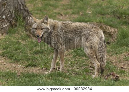 A lone Coyote in a forest environment