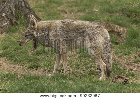 A lone Coyote in a forest environment