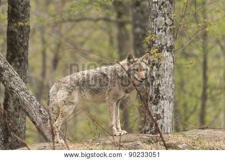A lone Coyote in a forest environment