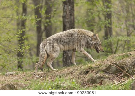 A lone Coyote in a forest environment