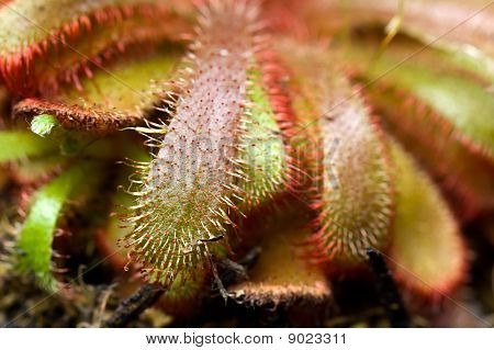 En Drosera aliciae blomst stilk med børster