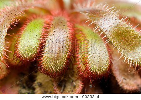 En Drosera aliciae blomst stilk med børster