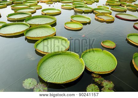 Giant Lily Pads