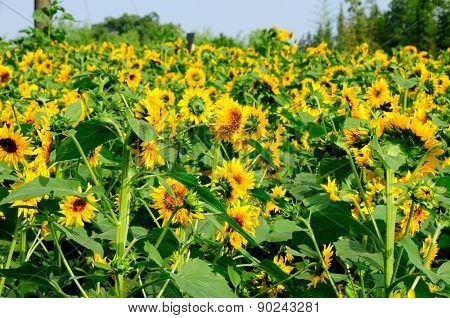 Field of Sunflowers
