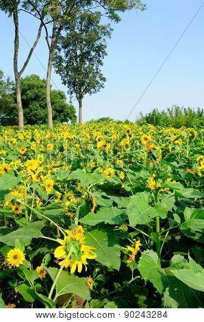 Field of Sunflowers