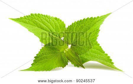 Anise Hyssop