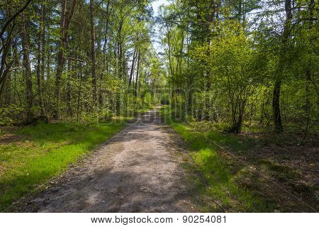 Footpath through a pine forest in spring