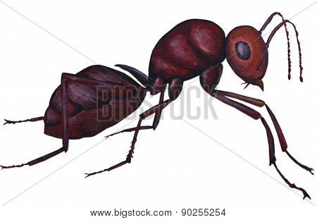 Red ant