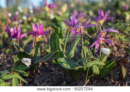 Erythronium Sibiricum