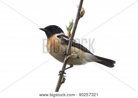 Stonechat