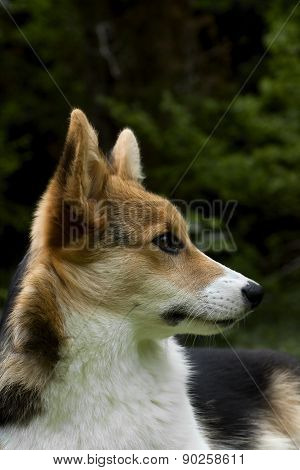 profile
