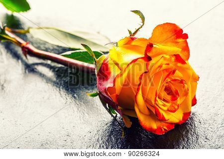 Orange rose. Yellow rose. Several orange roses on Granite background
