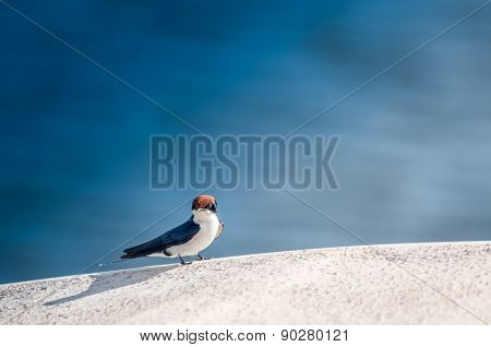 Wired Tailed Swallow On Edge Of River Boat