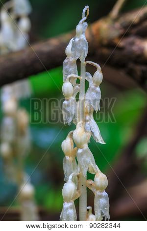 Epipogium roseum (D. Don) Rare species wild orchids in forest of Thailand