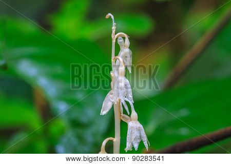 Epipogium roseum (D. Don) Rare species wild orchids in forest of Thailand