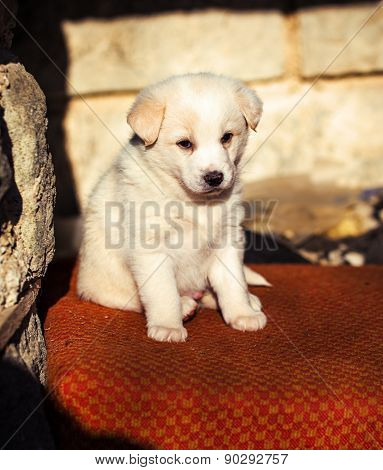 Adorable White Shepperd Dog Puppy