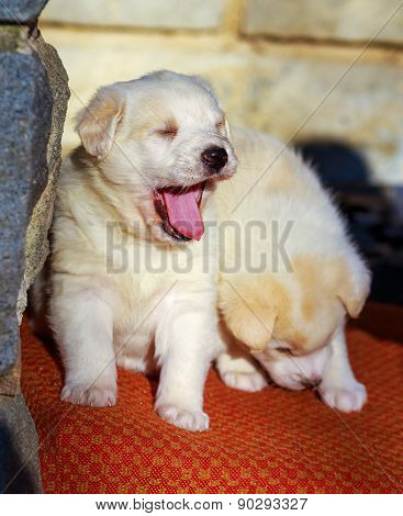 Adorable White Shepperd Dog Puppy Yawning