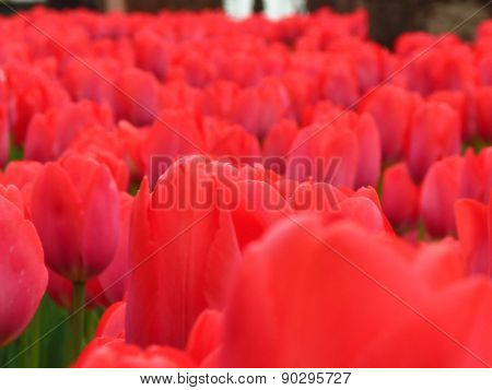 spring background with red tulips