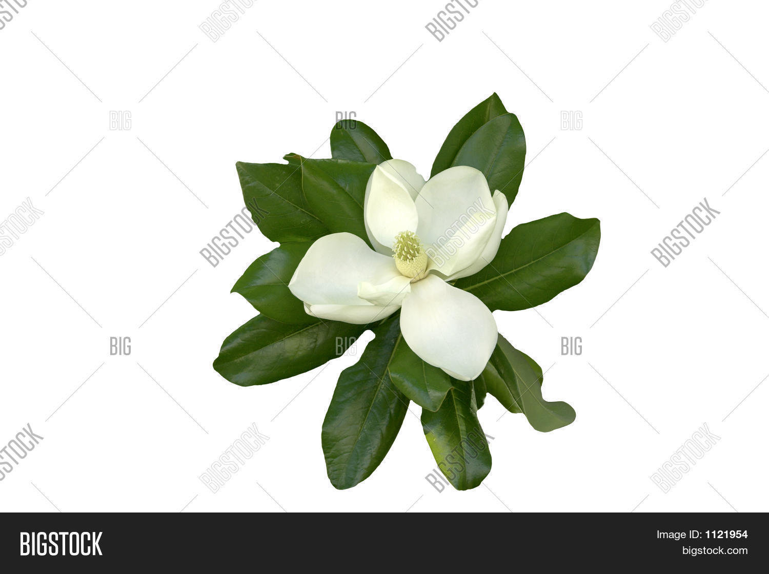 Image Preview