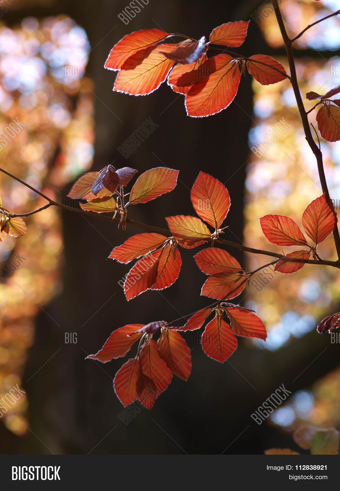 Image Preview