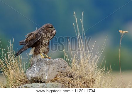 common buzzard in natural habitat (buteo buteo)