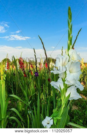 White gladiola in colorful gladioli field