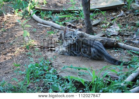 Tabby Cat Lying On A Stone In The Grass Under Semidarkness