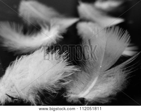 Close up Shot of White Feathers in Hand