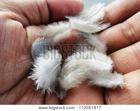 Close up Shot of White Feathers in Hand