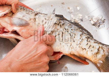Gutting Of Freshly Caught Fish Carp