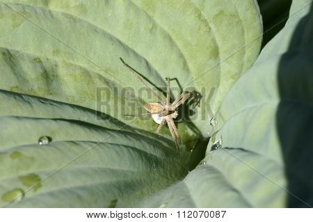 Nursery web spider with cocoon