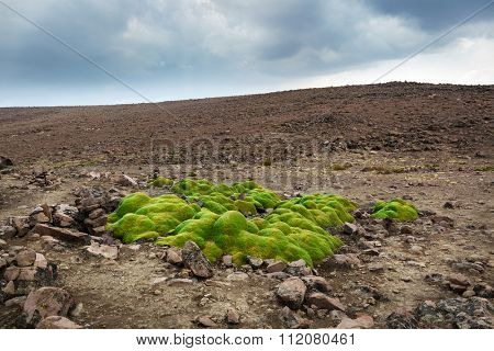 Yareta colony in a mountain pass
